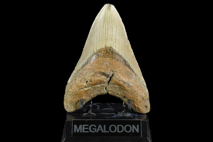 Fossil Megalodon Tooth - North Carolina #124391